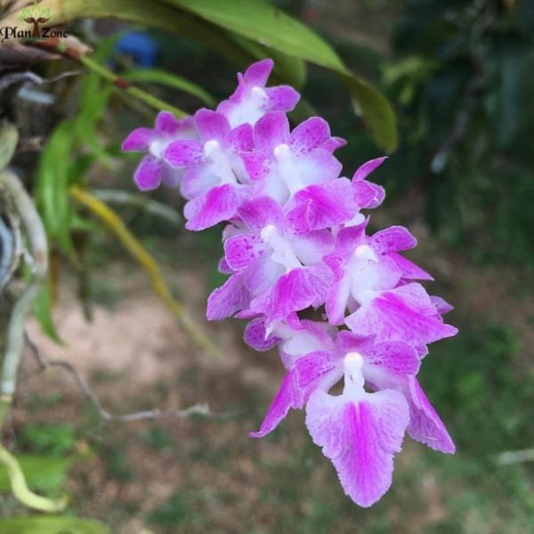 Aerides Rosea | Plantzone - Image 5