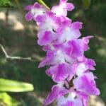 Image of Aerides Rosea