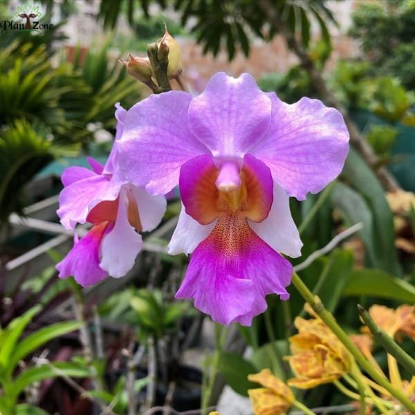 Papilionanthe Miss Joaquim | Plantzone - Image 2