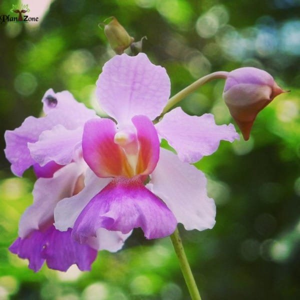 Papilionanthe Miss Joaquim | Plantzone - Image 3