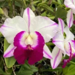 Cattleya LC. Men Robert 'Strait'