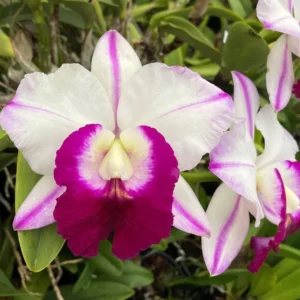 Cattleya LC. Men Robert 'Strait'