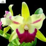 Image of Rlc. Penny Helen