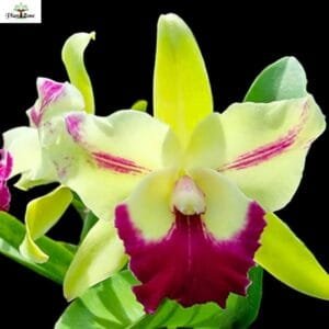 Image of Rlc. Penny Helen