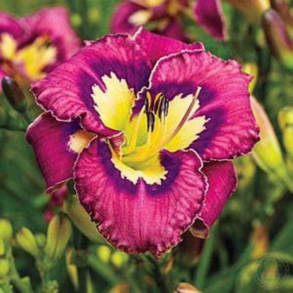 Image of day lily