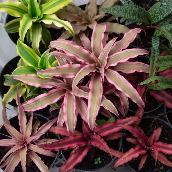 Image of Cryptanthus