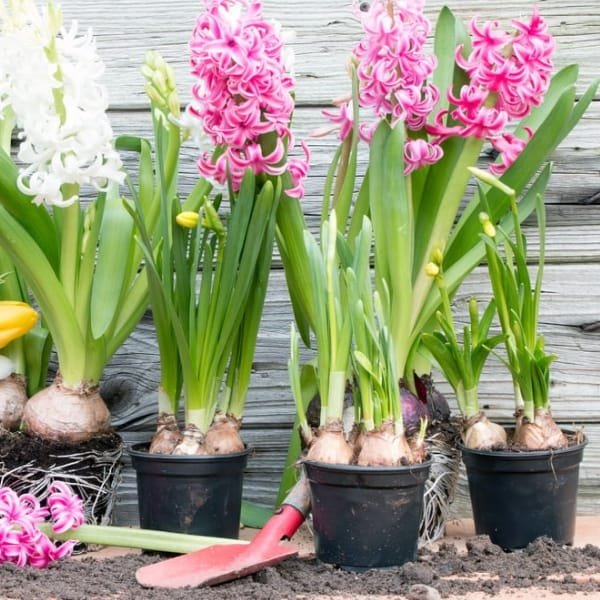 Image of bulbs