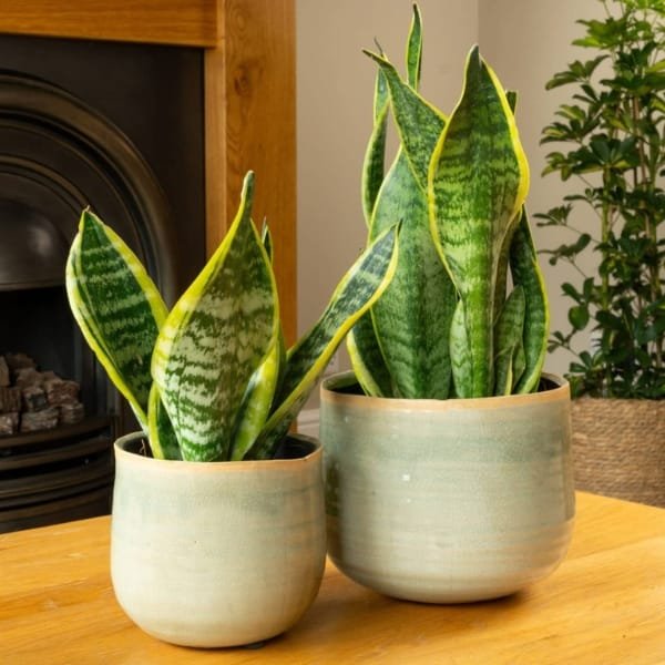 Image of Sansevieria