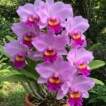 Image of cattleya orchid