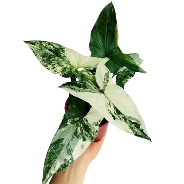 Image of Syngonium Variegated Albo