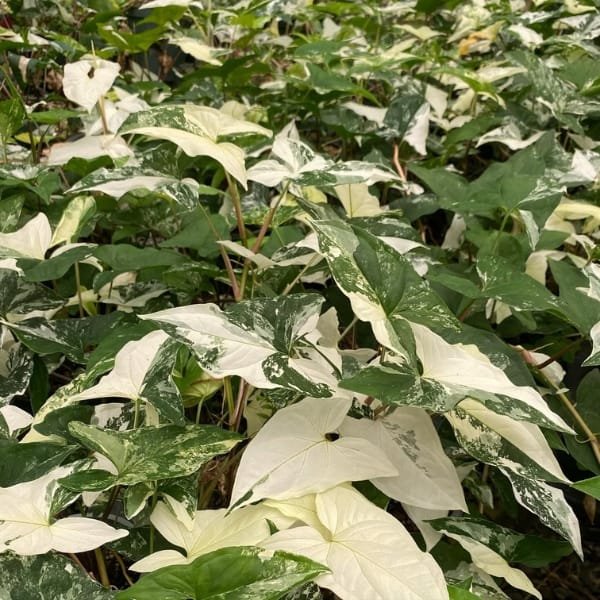 Image of Syngonium Variegated Albo