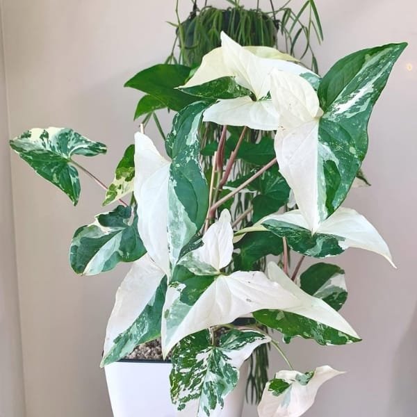 Syngonium Variegated Albo - Image 4