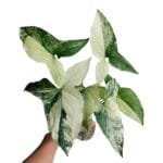 Image of Syngonium Variegated Albo