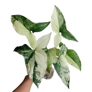 Image of Syngonium Variegated Albo