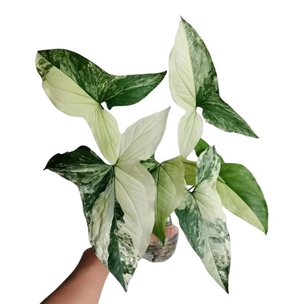 Image of Syngonium Variegated Albo