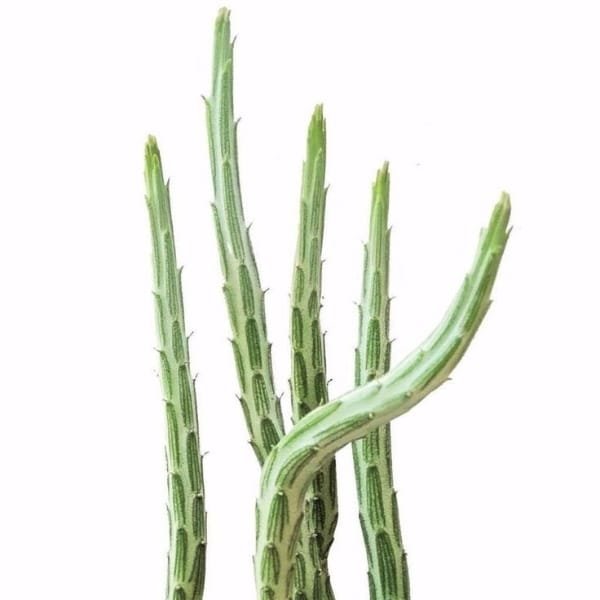 Senecio stapeliiformis | Pencil Cactus Succulent Live Plant - Image 3