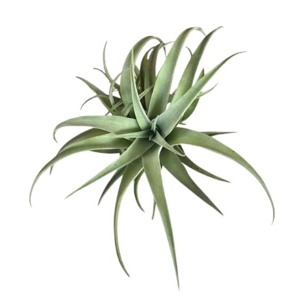 Tillandsia Capitata Silver Rose | plantzone - Image 3