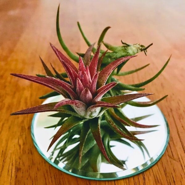 Image of Tillandsia Ionantha Vanhyningii