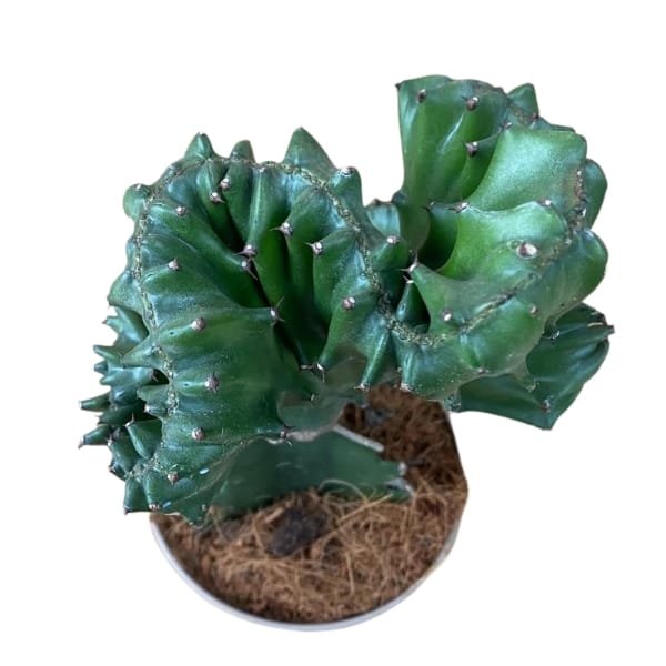 Euphorbia Lactea Cristata Rare Succulent Cactus (live plant) - Image 2