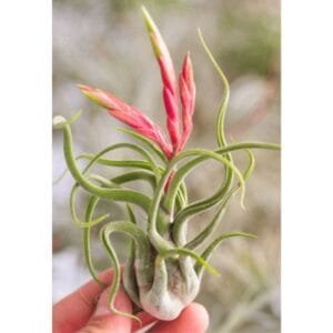 Tillandsia Caput Medusae | plantzone