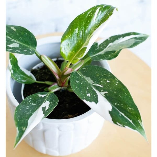 Philodendron White Princess - Image 3