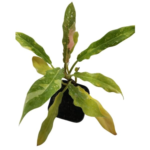 Philodendron Ring of Fire | Plantzone - Image 4