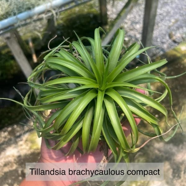 Tillandsia Brachycaulous Compact - Image 2