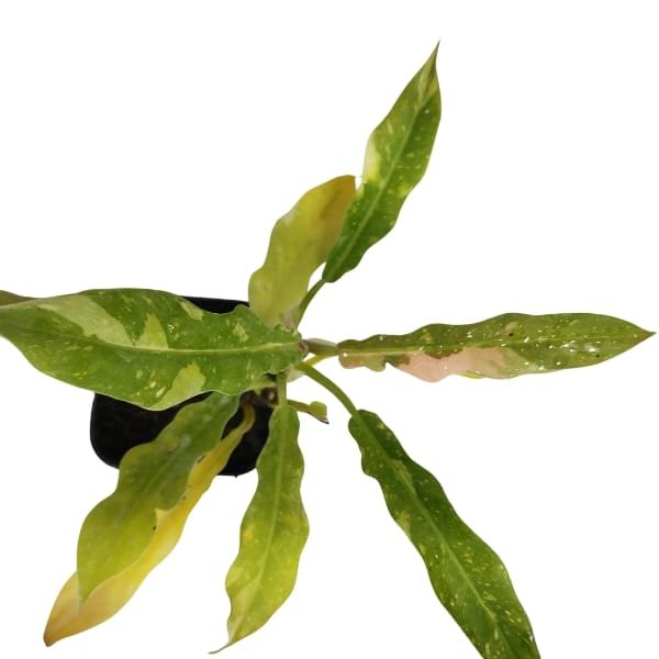 Philodendron Ring of Fire | Plantzone - Image 5