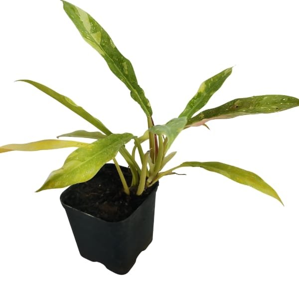Philodendron Ring of Fire | Plantzone - Image 6