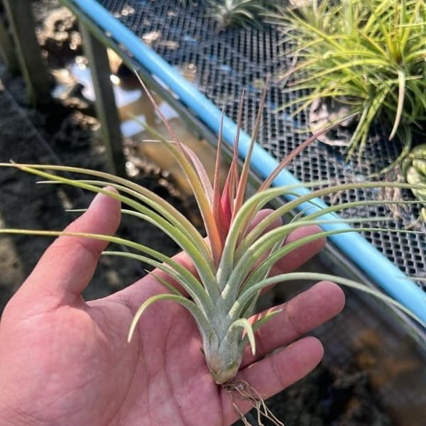 Tillandsia X Paucifolia