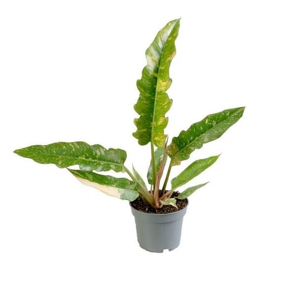 image of Philodendron Ring of Fire