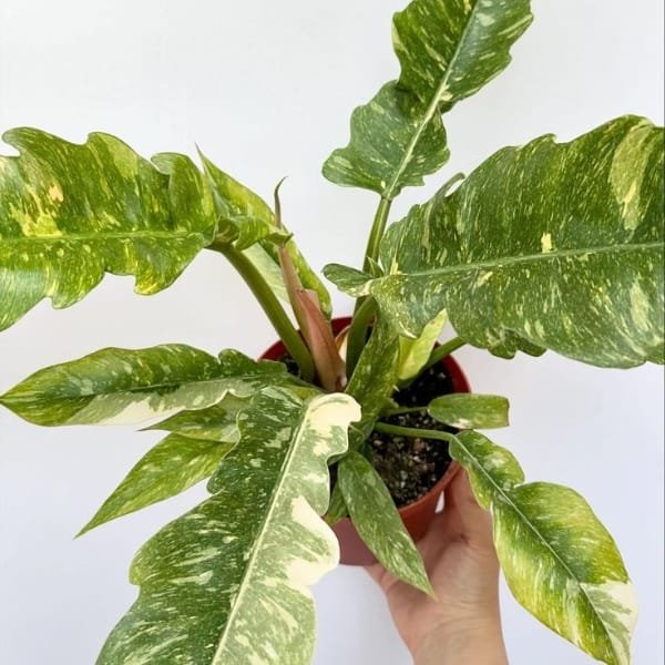 Philodendron Ring of Fire | Plantzone - Image 2