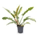 Philodendron Ring of Fire