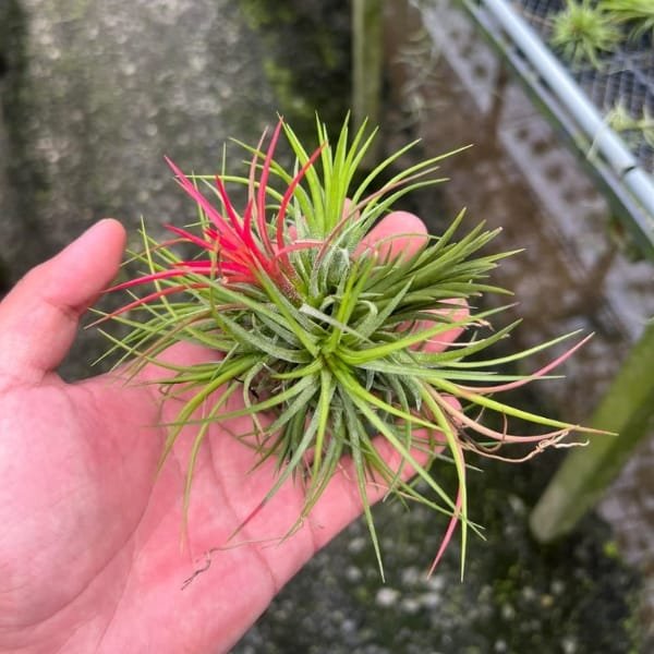 Tillandsia Ionantha Fuego