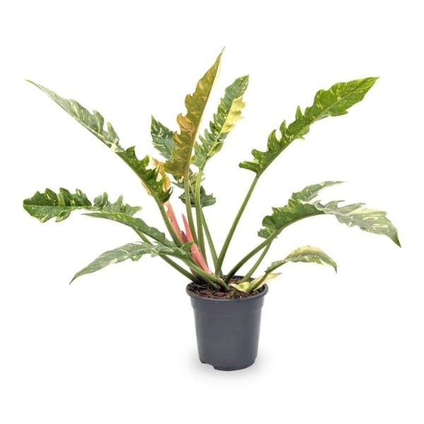 Philodendron Ring of Fire