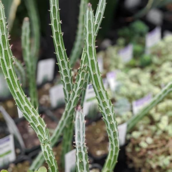 Senecio stapeliiformis | Pencil Cactus Succulent Live Plant - Image 2