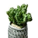 Euphorbia Lactea Cristata Rare Succulent Cactus (live plant)