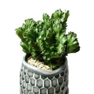 Euphorbia Lactea Cristata Rare Succulent Cactus (live plant)