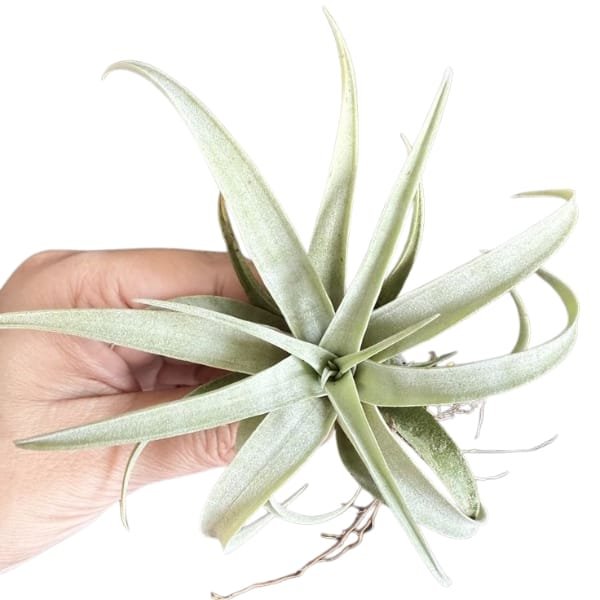 Tillandsia Capitata Silver Rose | plantzone - Image 4