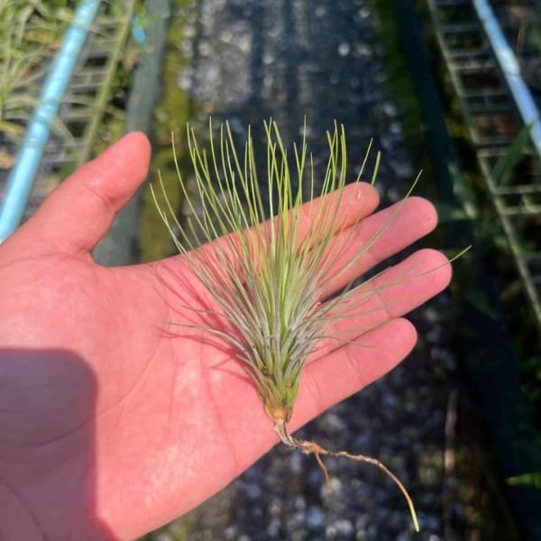 Image of Tillandsia Funkyone