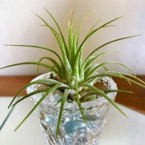 Image of Tillandsia Ionantha