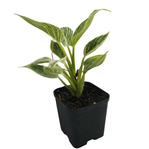 Image of Philodendron Birkin