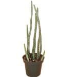 pencil cactus