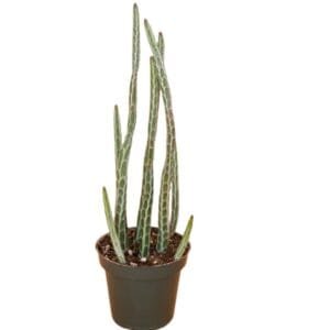 pencil cactus