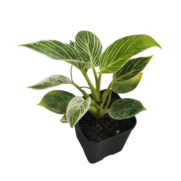 Image of Philodendron Birkin