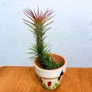 Image of Tillandsia Funckiana