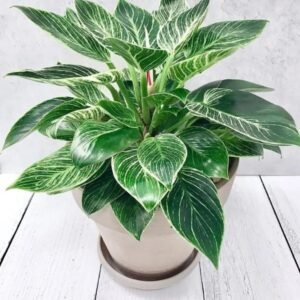 Image of Philodendron Birkin