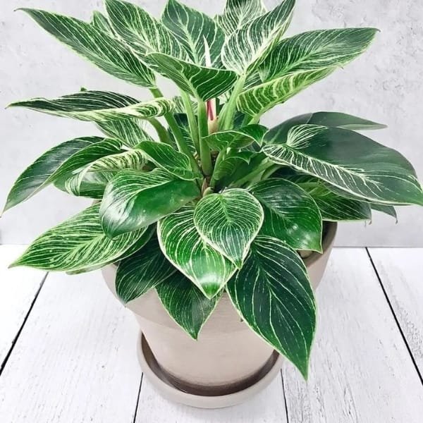 Image of Philodendron Birkin