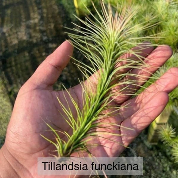 Image of Tillandsia Funckiana