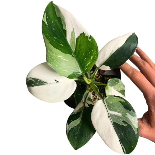 Philodendron White Princess - Image 2
